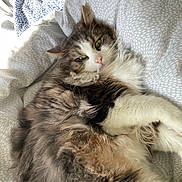 Blue participe au concours pour gagner de l'argent avec cette photo : cat, fluffy, bed, blanket, resting, sleepy, fur, indoor, pet, animal, green_eyes, white_fur, brown_fur, soft_light, cozy, relaxed, close_up, whiskers, cute, domestic