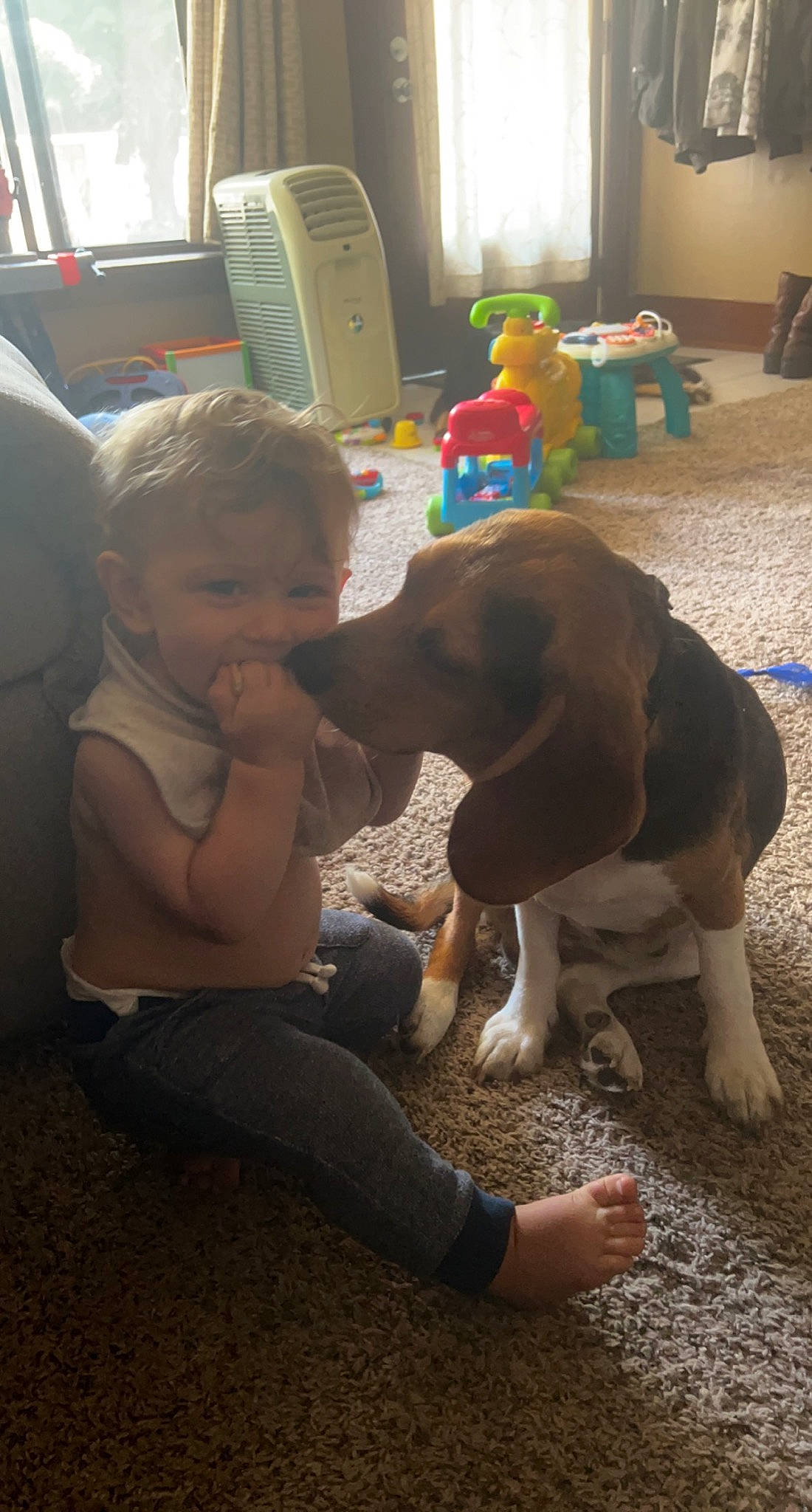 Liam joined the competition — help win amazing prizes! baby, carnivore, chair, child, companion_dog, dog, dog_breed, fawn, floor, flooring, foot, fun, fur, leg, paw, person, sitting, sporting_group, tail, toddler
