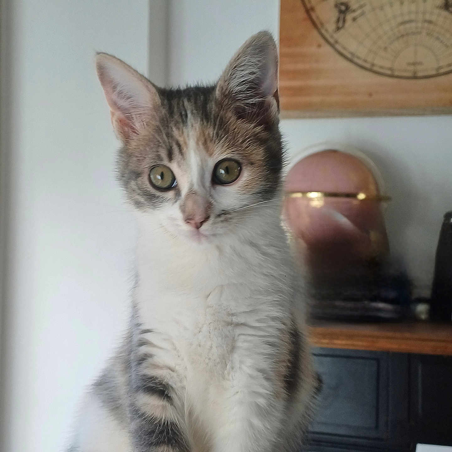 Romi participe au concours pour gagner de l'argent avec cette photo : abyssinian, accessories, analogclock, animal, cat, clock, desk, drawer, face, furniture, glasses, head, indoors, kitten, manx, person, pet, plywood, table, wood