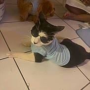 Milo Gonzalez joined the competition — help win amazing prizes! cat, dog, sunglasses, blue_shirt, tiled_floor, pet_clothing, indoor, relaxed, black_and_white_cat, brown_dog, person, barefoot, floor, tile, pet, resting, companion, home, casual, cute