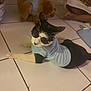 cat, dog, sunglasses, blue_shirt, tiled_floor, pet_clothing, indoor, relaxed, black_and_white_cat, brown_dog, person, barefoot, floor, tile, pet, resting, companion, home, casual, cute