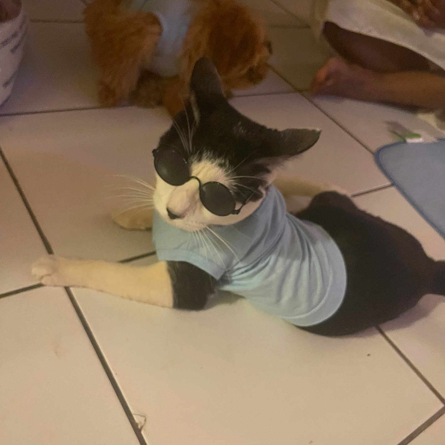 Milo Gonzalez joined the competition — help win amazing prizes! barefoot, black_and_white_cat, blue_shirt, brown_dog, casual, cat, companion, cute, dog, floor, home, indoor, person, pet, pet_clothing, relaxed, resting, sunglasses, tile, tiled_floor