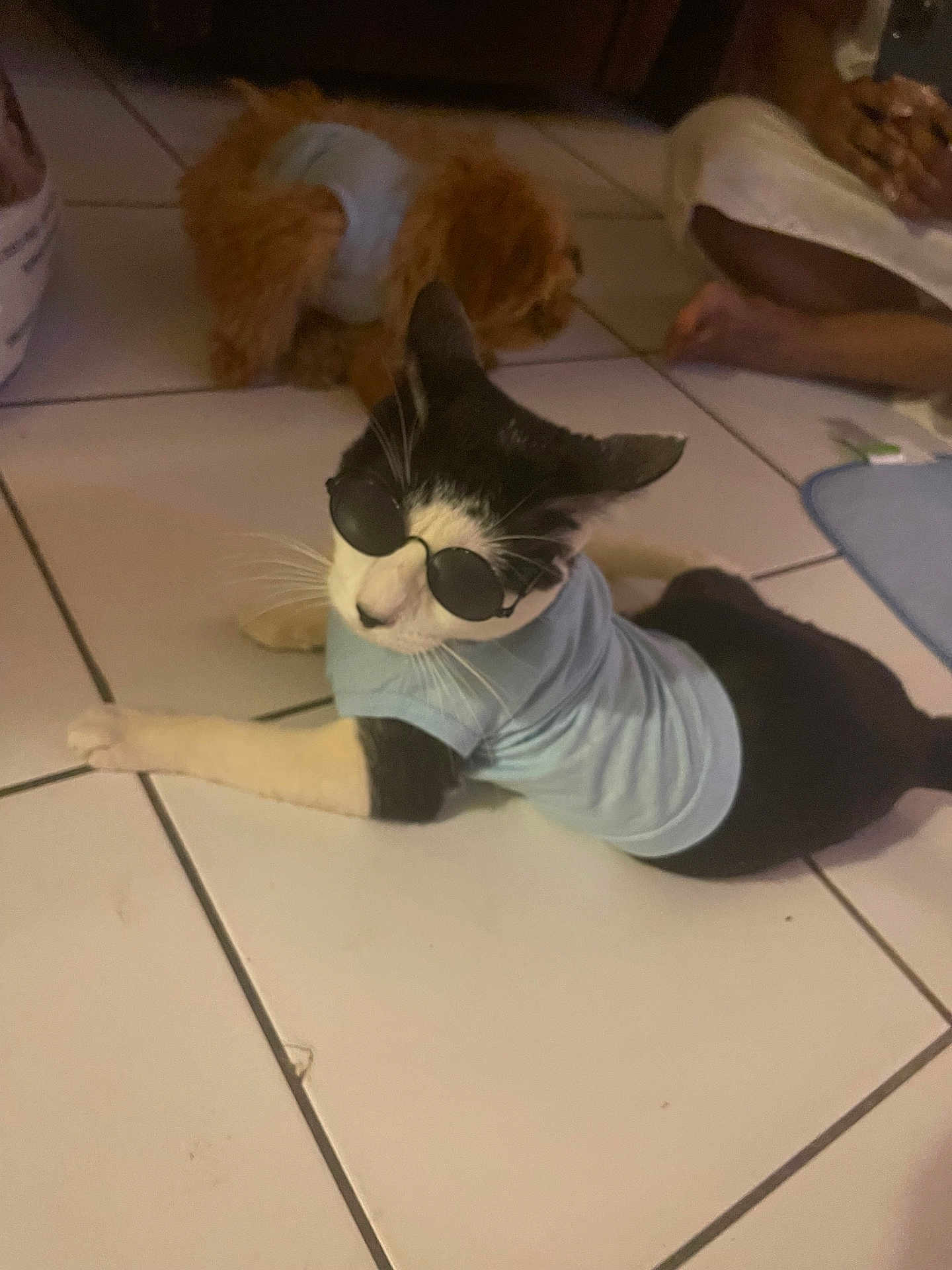 Milo Gonzalez joined the competition — help win amazing prizes! cat, dog, sunglasses, blue_shirt, tiled_floor, pet_clothing, indoor, relaxed, black_and_white_cat, brown_dog, person, barefoot, floor, tile, pet, resting, companion, home, casual, cute