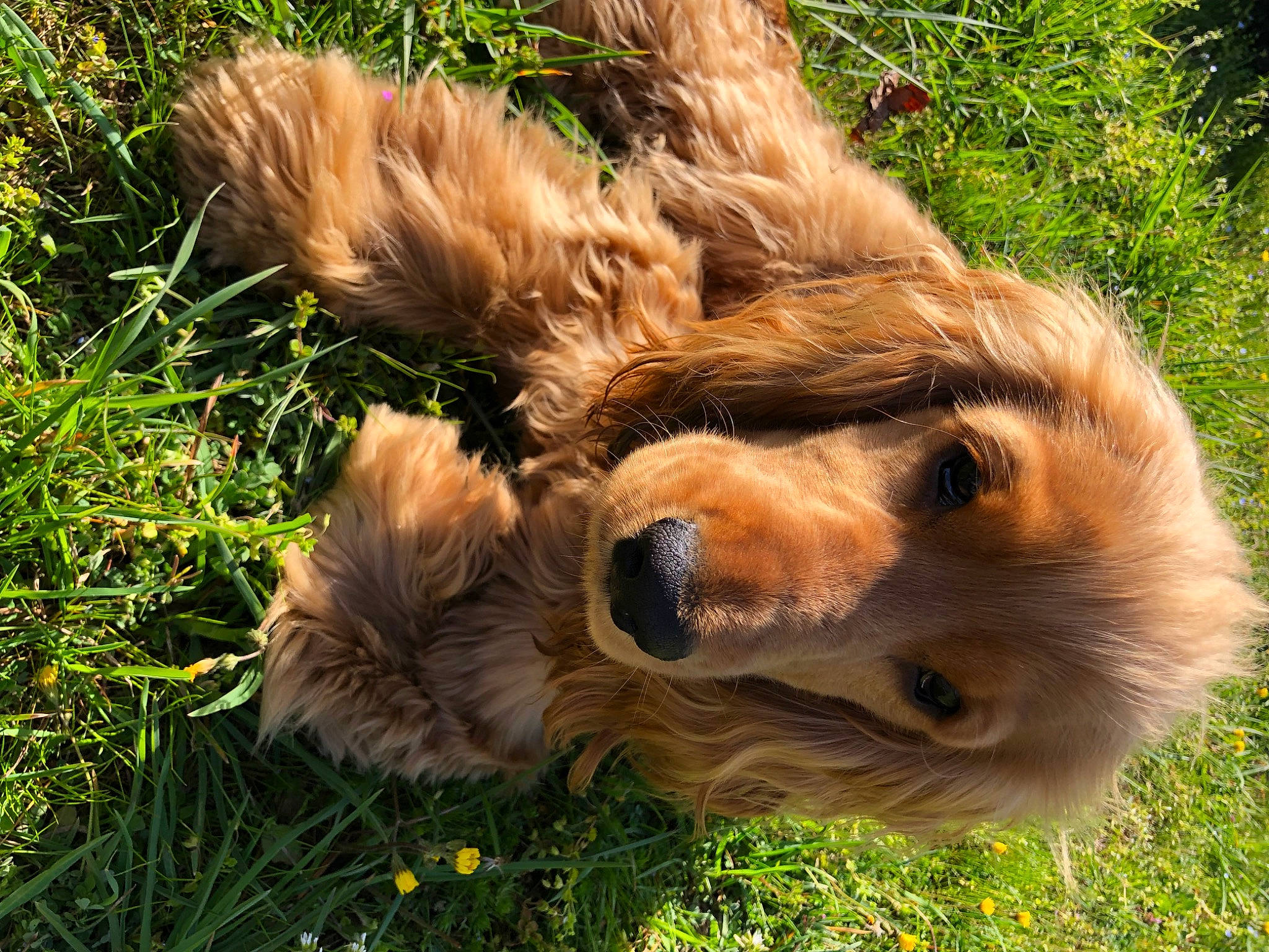 Sawyer a rejoint le concours — aidez-le/la à gagner de superbes lots ! canidae, carnivore, companion_dog, dog, dog_breed, fawn, felidae, fur, golden_retriever, grass, lion, liver, plant, retriever, snout, sporting_group, terrestrial_animal, water_dog, whiskers, working_animal