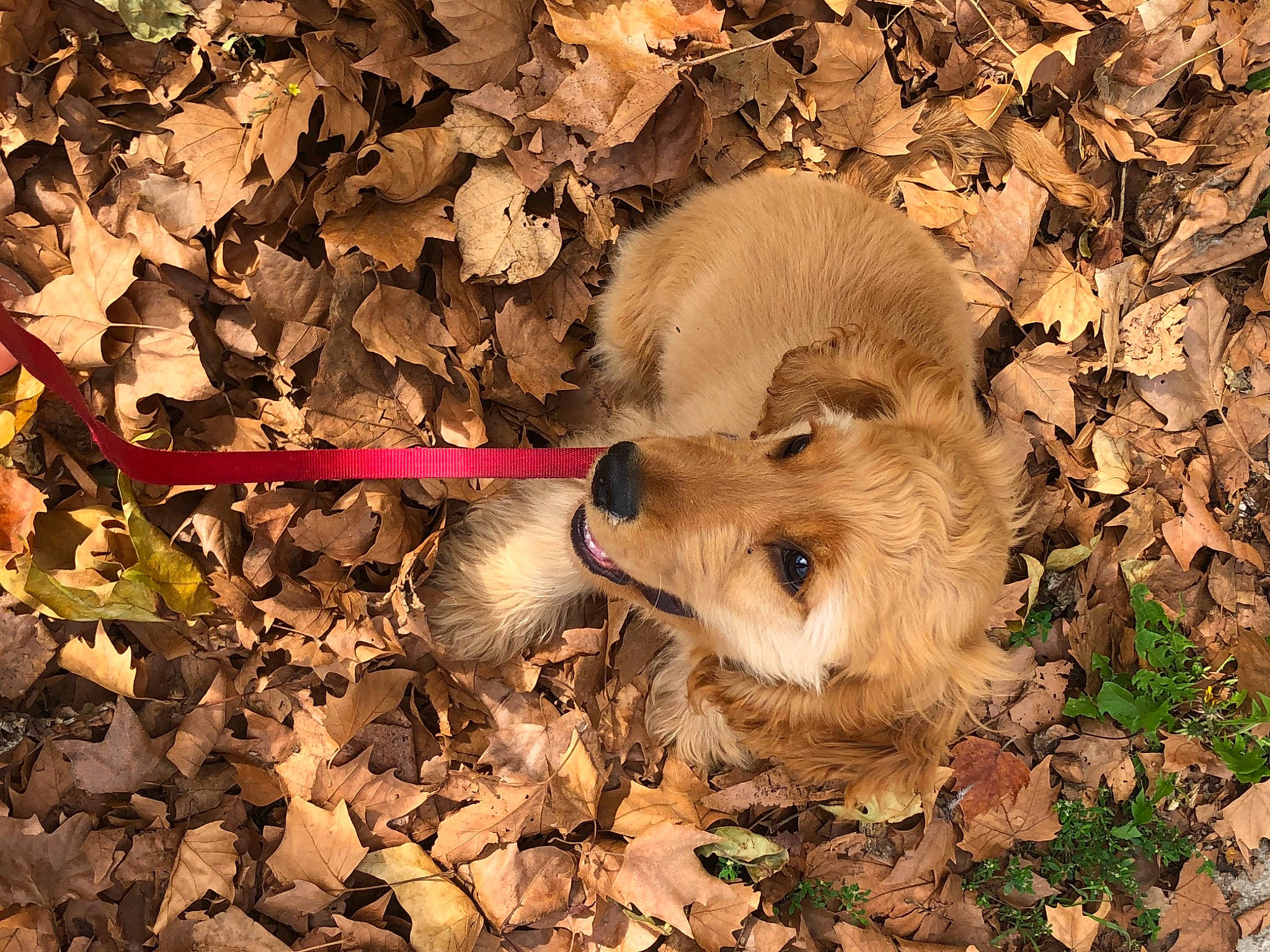 Sawyer participe au concours pour gagner de l'argent avec cette photo : adaptation, big_cats, canidae, canis, carnivore, dog, dog_breed, fawn, felidae, fur, grass, nature, snout, soil, sporting_group, street_dog, terrestrial_animal, twig, wolf, wood