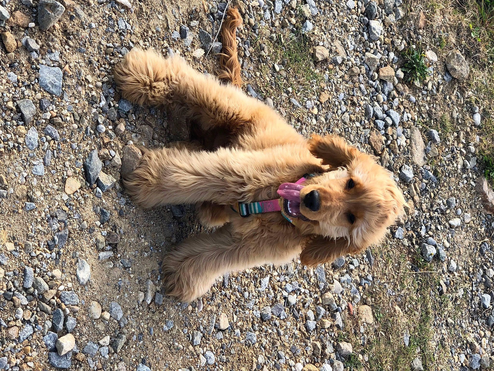 Sawyer participe au concours pour gagner de l'argent avec cette photo : big_cats, canidae, carnivore, claw, dog_breed, fawn, felidae, fur, grass, lion, mammal, masai_lion, paw, rodent, snout, soil, sporting_group, squirrel, tail, terrestrial_animal