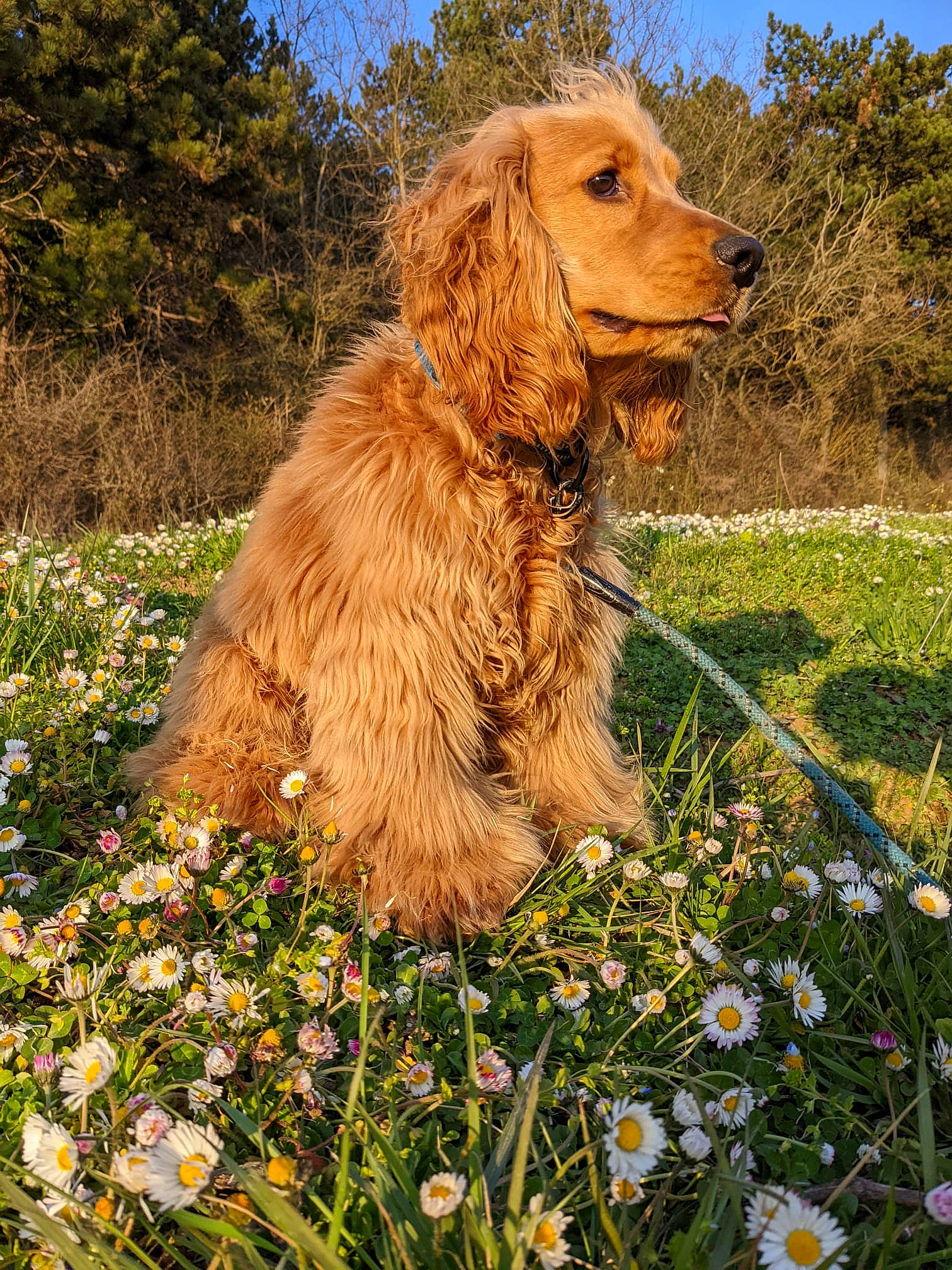 Sawyer participe au concours pour gagner de l'argent avec cette photo : carnivore, companion_dog, dog, dog_breed, fawn, flower, garden, grass, grass_family, groundcover, gun_dog, liver, people_in_nature, petal, plant, retriever, sky, spaniel, spring, tree