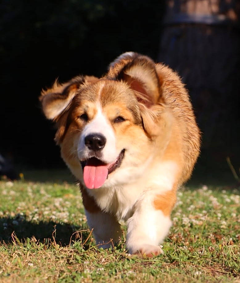 Rimbaud a rejoint le concours — aidez-le/la à gagner de superbes lots ! ancient_dog_breeds, canidae, carnivore, companion_dog, dog, dog_breed, fur, grass, plant, puppy, sporting_group, terrestrial_animal, whiskers, working_dog