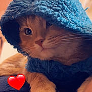 Sunshine is registered to the contest to win money with this photo: cat, orange_cat, hoodie, blue_hoodie, pet, indoor, cozy, warm_lighting, whiskers, cute, red_heart, fur, animal, closeup, relaxed, paw, face, portrait, feline, soft_texture