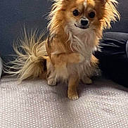 Nino participe au concours pour gagner de l'argent avec cette photo : dog, small_dog, fluffy, long_hair, brown_dog, pet, cute, sitting, indoor, furry_tail, ears, curious, animal, companion, domestic_animal, paw, face, looking, texture, couch