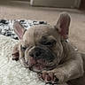dog, puppy, french_bulldog, pet, animal, sleepy, squinting, lying_down, blanket, fluffy, indoors, home, carpet, ears, paws, nose, whiskers, close_up, portrait, cute