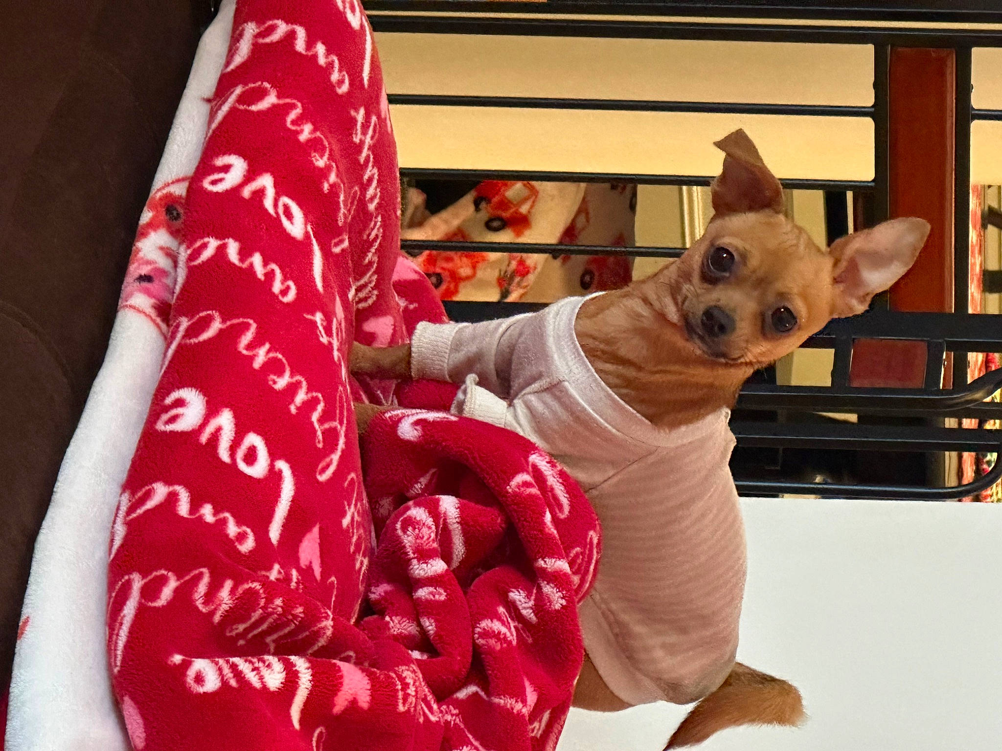Piper is registered to the contest to win money with this photo: baby_toddler_clothing, carmine, carnivore, child, comfort, companion_dog, dog_breed, fawn, fun, gesture, holiday, human_leg, linens, magenta, outerwear, pink, sleeve, stuffed_toy, t_shirt, textile