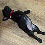 Slash joined the competition — help win amazing prizes! animal, black_dog, canine, collar, cute, dog, domestic_animal, floor, indoor, lying_down, pet, playful, puppy, red_collar, relaxed, resting, sleeping, small_dog, wooden_floor, young_dog