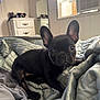 animal, bed, black_dog, blanket, cozy, curious, cute, dog, dresser, ears_up, french_bulldog, home, indoor, lying_down, mirror, pet, puppy, small_dog, soft_light, window