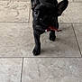 adorable, animal, black_dog, canine, cute, dog, ears, front_view, indoor, looking_at_camera, pet, pet_collar, playful, puppy, small_dog, snack, tile_floor, treat, walking, young_dog