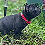 animal, black_dog, canine, collar, curious, decoration, dog, french_bulldog, garden, grass, greenery, nature, outdoor, pet, plant_pot, puppy, red_collar, side_view, small_dog, young_dog