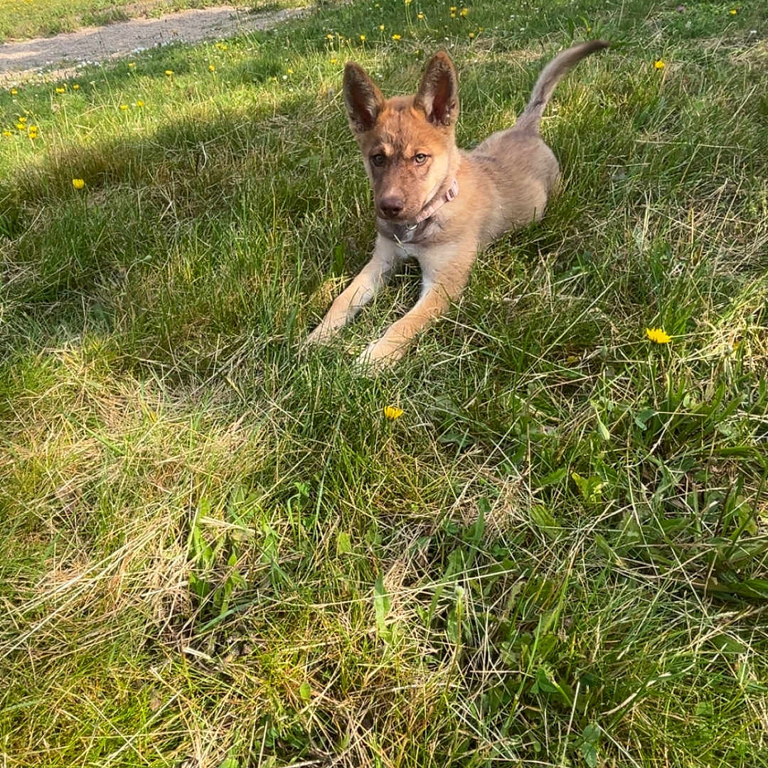 Mini participe au concours pour gagner de l'argent avec cette photo : animal, canine, collar, dog, ears, field, flower, grass, nature, outdoor, park, pet, playground, puppy, slide, summer, sunny, tail, tree, young