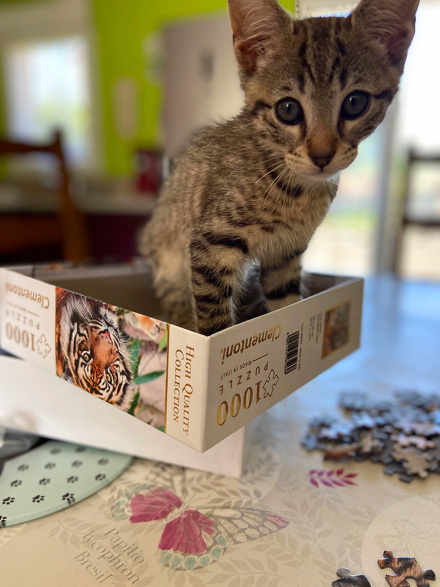 Tornade participe au concours pour gagner de l'argent avec cette photo : art, box, carnivore, cat, cat_supply, domestic_short_haired_cat, felidae, font, fur, paper_product, pattern, paw, pet_supply, photo_caption, publication, small_to_medium_sized_cats, tail, terrestrial_animal, whiskers, wood