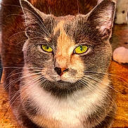 Raven is registered to the contest to win money with this photo: cat, pet, animal, close_up, yellow_eyes, whiskers, fur, portrait, domestic_cat, cute, sitting, wooden_surface, gray_fur, white_fur, cream_fur, calm, indoor, feline, face, looking_at_camera