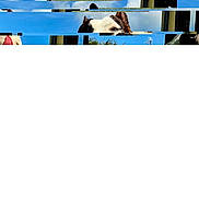 Loky participe au concours pour gagner de l'argent avec cette photo : dog, face, glitch, digital_artifact, corruption, blue_sky, outdoor, building, ear, partial_view, fragmented, distorted, pixelation, noise, white_space, unknown, background, animal, pet, visual_error