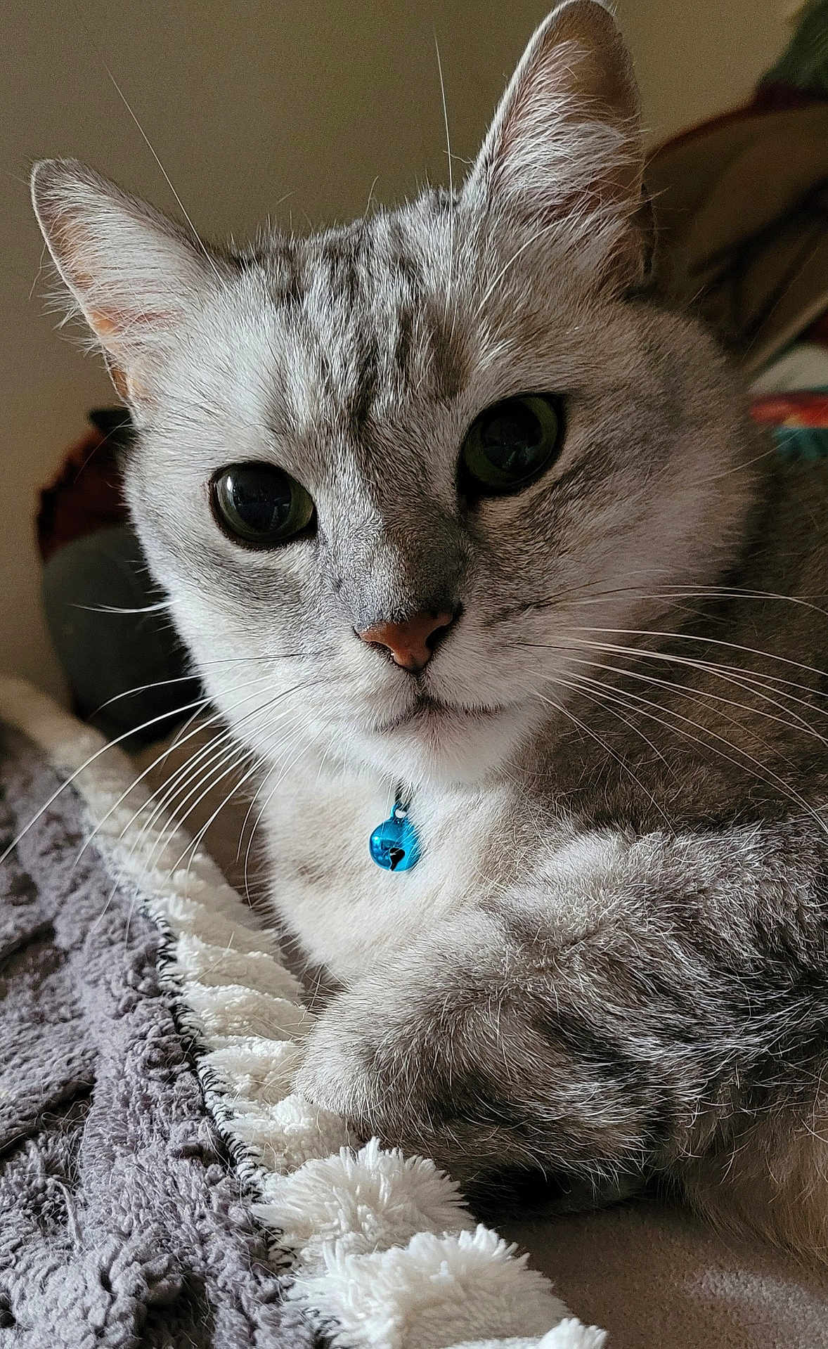Gizmo a rejoint le concours — aidez-le/la à gagner de superbes lots ! cat, gray_tabby, close_up, pet, animal, whiskers, green_eyes, blue_bell, collar, feline, fur, relaxed, indoor, blanket, texture, soft_lighting, portrait, cute, domestic_cat, resting