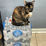Tina joined the competition — help win amazing prizes! cat, tortoiseshell_cat, drinking_water, water_bottles, plastic_wrap, stacked, indoor, tile_floor, gray_wall, pet, animal, curious, sitting, yellow_eyes, container, household, flooring, domestic_cat, bottle_caps, packaging