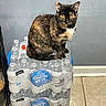 cat, tortoiseshell_cat, drinking_water, water_bottles, plastic_wrap, stacked, indoor, tile_floor, gray_wall, pet, animal, curious, sitting, yellow_eyes, container, household, flooring, domestic_cat, bottle_caps, packaging