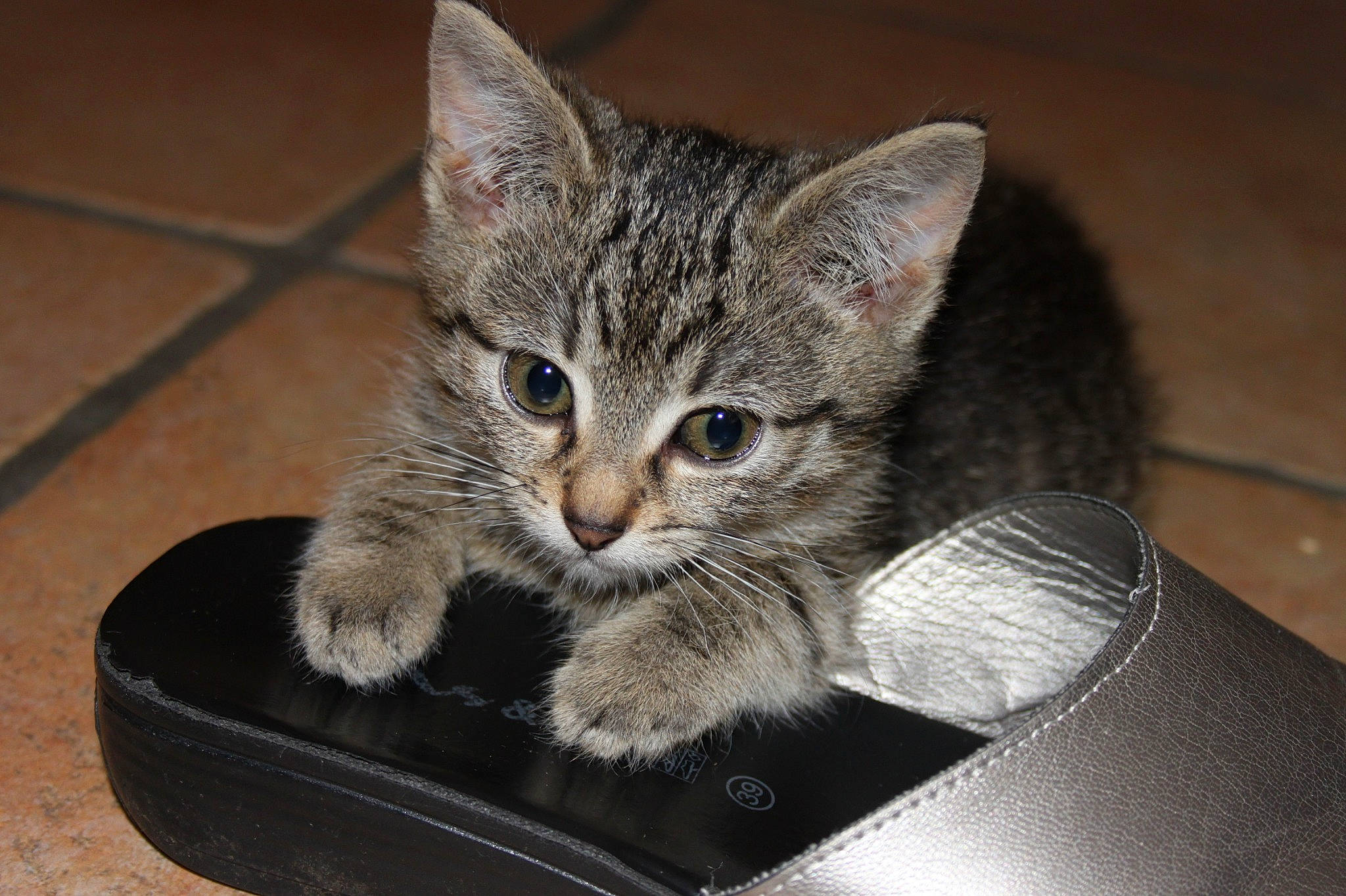 Lechat participe au concours pour gagner de l'argent avec cette photo : american_shorthair, asian, australian_mist, california_spangled, carnivore, cat, domestic_short_haired_cat, dragon_li, egyptian_mau, european_shorthair, felidae, kitten, mammal, ocicat, ojos_azules, pixie_bob, small_to_medium_sized_cats, tabby_cat, vertebrate, whiskers