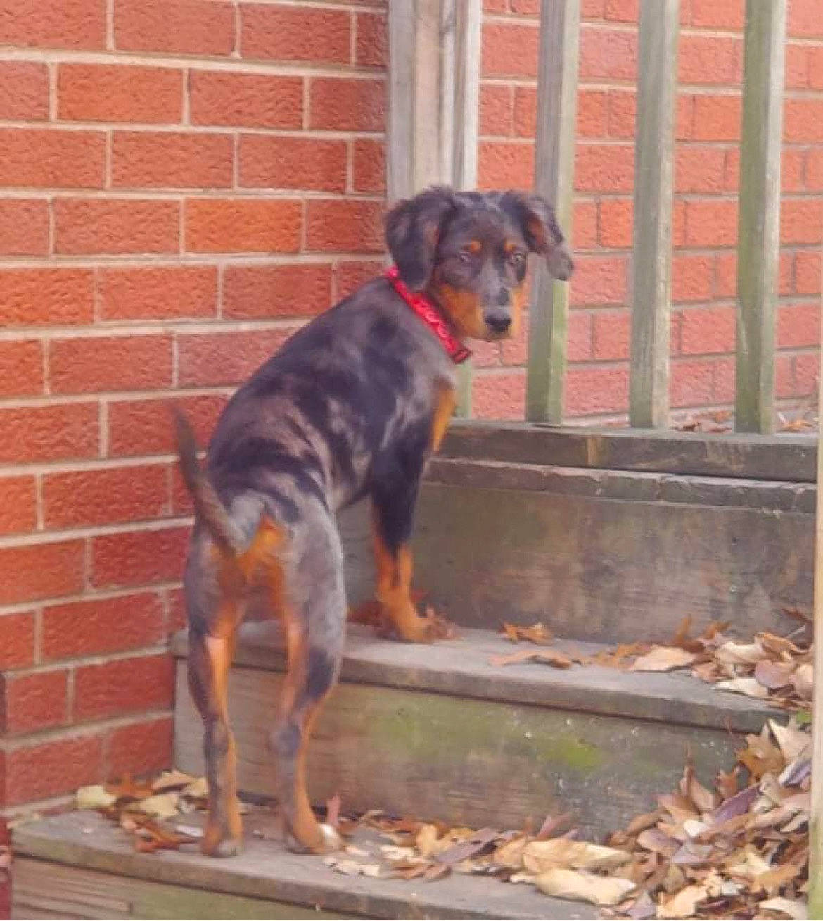 Mae is registered to the contest to win money with this photo: brick, brickwork, carnivore, collar, companion_dog, dog, dog_breed, dog_supply, hunting_dog, pet_supply, plant, sporting_group, tail, working_animal, working_dog