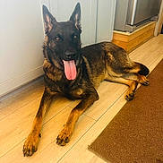Sam is registered to the contest to win money with this photo: dog, german_shepherd, tongue_out, lying_down, wooden_floor, kitchen, cabinet, brown_rug, pet, indoor, canine, alert, fur, ears, paw, animal, domestic_animal, companion, friendly, mammal