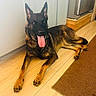 dog, german_shepherd, tongue_out, lying_down, wooden_floor, kitchen, cabinet, brown_rug, pet, indoor, canine, alert, fur, ears, paw, animal, domestic_animal, companion, friendly, mammal