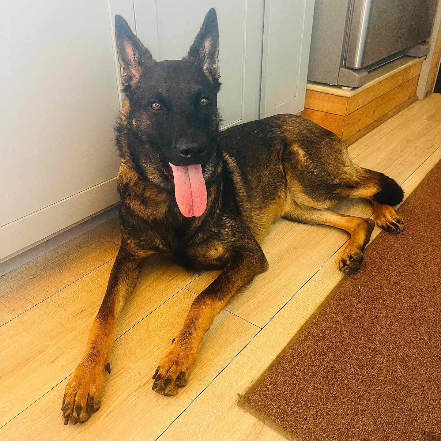 Sam is registered to the contest to win money with this photo: dog, german_shepherd, tongue_out, lying_down, wooden_floor, kitchen, cabinet, brown_rug, pet, indoor, canine, alert, fur, ears, paw, animal, domestic_animal, companion, friendly, mammal