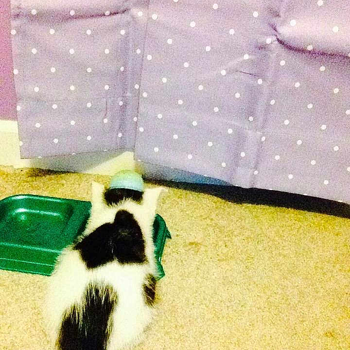 Domino