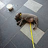 Bloom a rejoint le concours — aidez-le/la à gagner de superbes lots ! puppy, dog, sleeping, yellow_collar, yellow_leash, floor, tile, bowl, milk, spilled_liquid, pet, cute, resting, indoor, animal, young, canine, fur, relaxing, paw