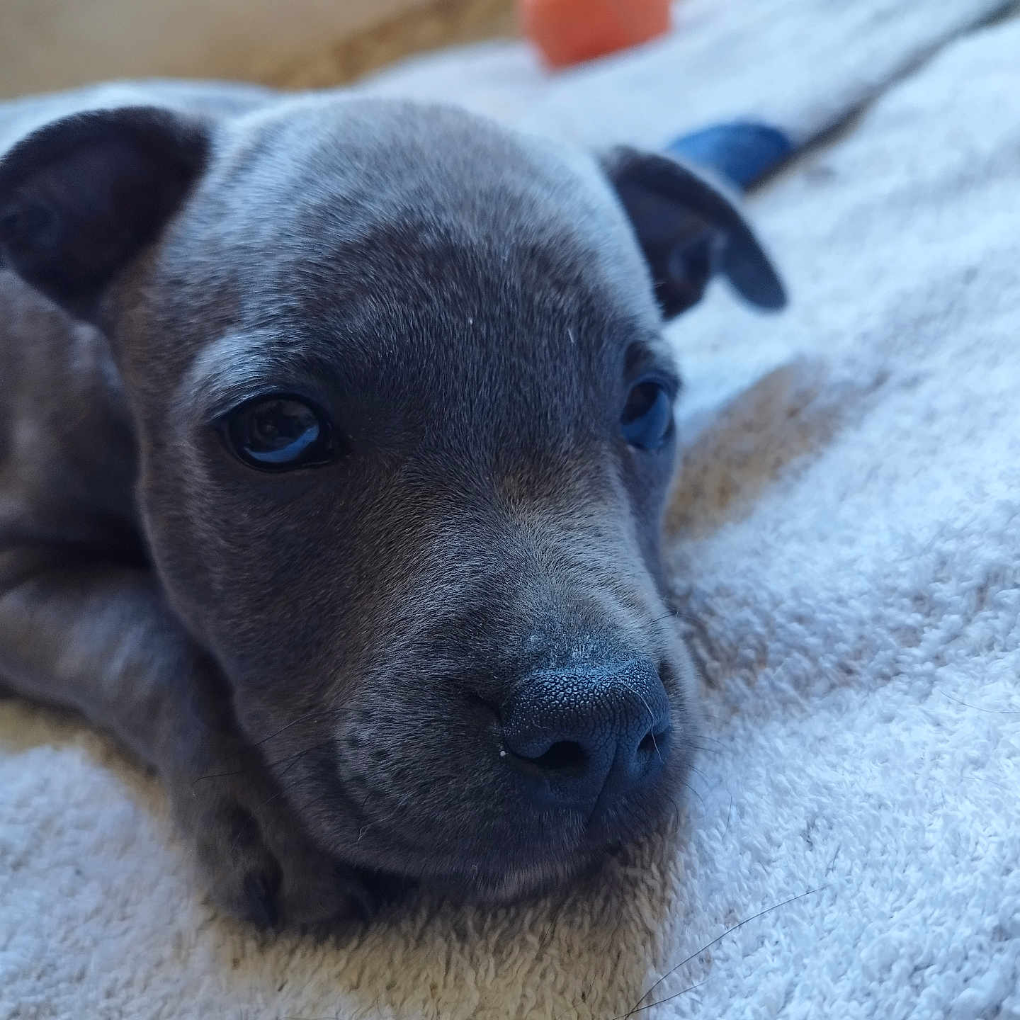 Bloom participe au concours pour gagner de l'argent avec cette photo : puppy, dog, close_up, resting, blanket, soft_texture, indoor, cute, animal, pet, grey_fur, toy, nose, ears, sleepy, face, young, cozy, relaxed, lying_down