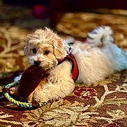 Finn joined the competition — help win amazing prizes! dog, puppy, toy, rope_toy, carpet, indoor, pet, fluffy, white, tan, chewing, lying_down, red_harness, closeup, cute, small_dog, furniture, home, cozy, playful