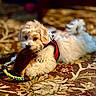 dog, puppy, toy, rope_toy, carpet, indoor, pet, fluffy, white, tan, chewing, lying_down, red_harness, closeup, cute, small_dog, furniture, home, cozy, playful