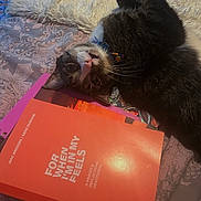 Jasper joined the competition — help win amazing prizes! cat, book, bed, blanket, pattern, text, bow_tie, indoor, feline, curious, lying_down, close_up, cozy, soft_light, decor, fabric, fluffy, pet, domestic_animal, resting