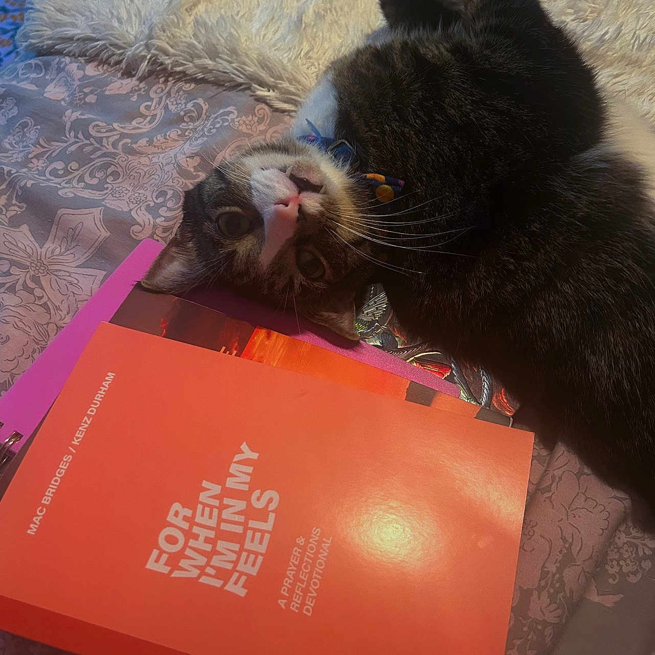 Jasper joined the competition — help win amazing prizes! bed, blanket, book, bow_tie, cat, close_up, cozy, curious, decor, domestic_animal, fabric, feline, fluffy, indoor, lying_down, pattern, pet, resting, soft_light, text