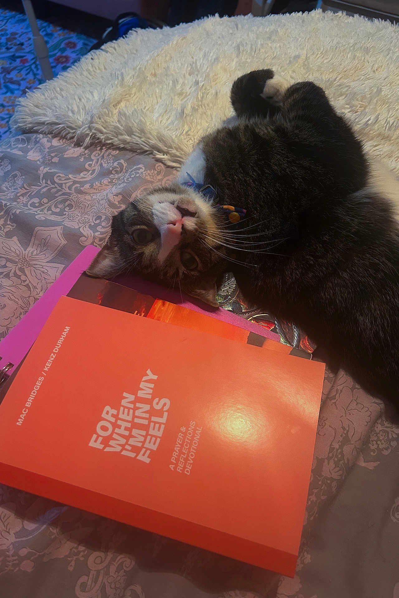 Jasper joined the competition — help win amazing prizes! cat, book, bed, blanket, pattern, text, bow_tie, indoor, feline, curious, lying_down, close_up, cozy, soft_light, decor, fabric, fluffy, pet, domestic_animal, resting