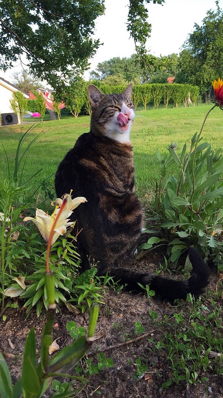 Chester a rejoint le concours — aidez-le/la à gagner de superbes lots ! bombay, carnivore, cat, fawn, felidae, fur, garden, grass, groundcover, landscape, lawn, lawn_ornament, plant, shrub, sky, small_to_medium_sized_cats, tail, terrestrial_plant, tree, whiskers