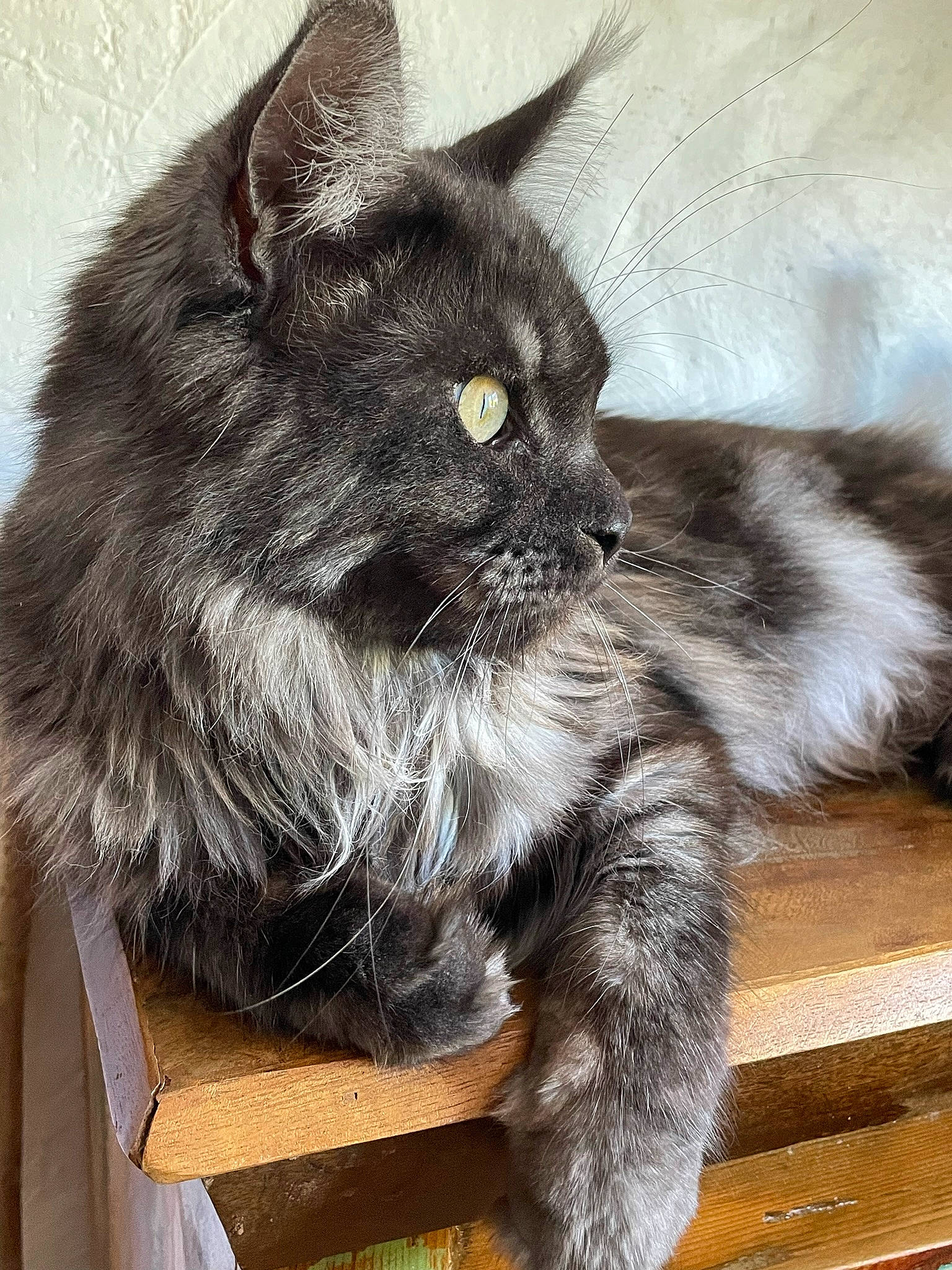Skye a rejoint le concours — aidez-le/la à gagner de superbes lots ! black_cat, box, british_longhair, carnivore, cat, chartreux, claw, comfort, domestic_short_haired_cat, felidae, fur, grey, paw, sitting, small_to_medium_sized_cats, snout, tail, whiskers