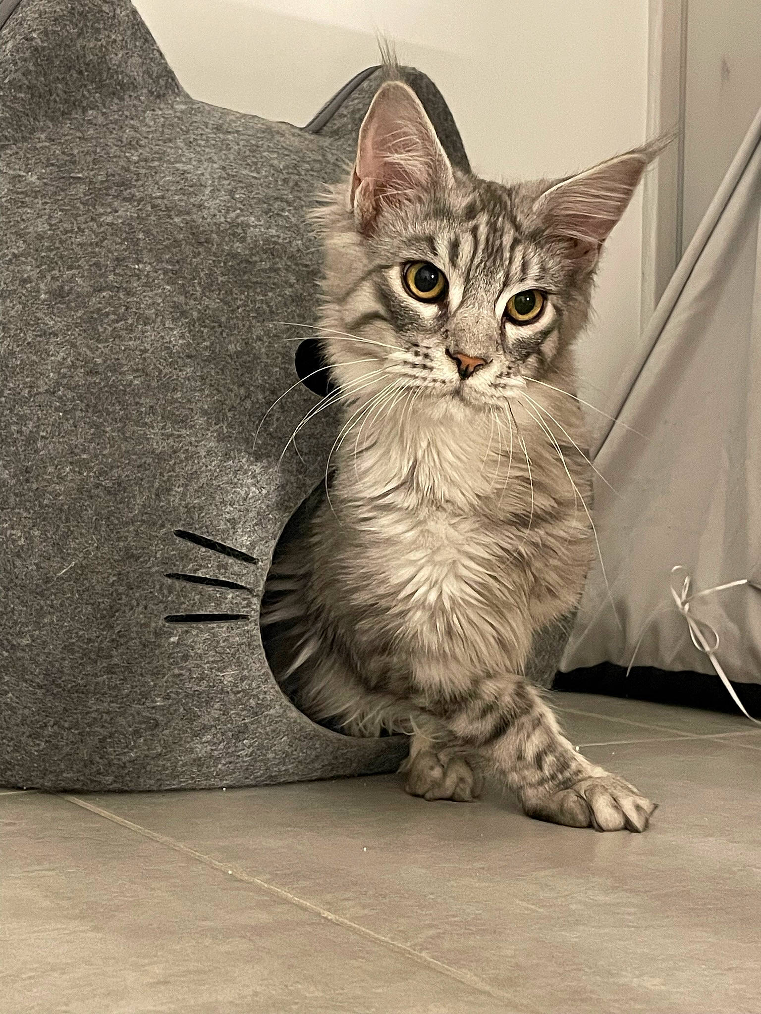 Thanos a rejoint le concours — aidez-le/la à gagner de superbes lots ! carnivore, cat, claw, comfort, domestic_short_haired_cat, felidae, flooring, foot, fur, grey, monochrome_photography, paw, sitting, small_to_medium_sized_cats, snout, tail, terrestrial_animal, whiskers, window, wood