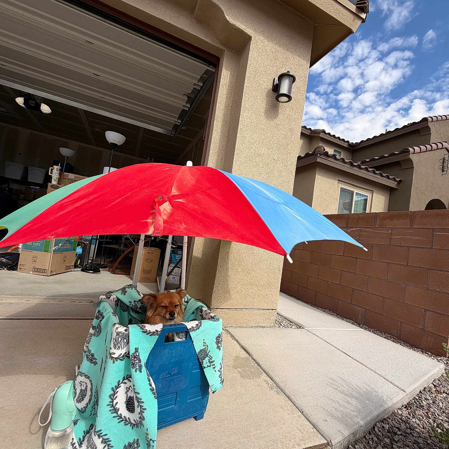 Biscuit is registered to the contest to win money with this photo: dog, crate, blanket, umbrella, garage, driveway, house, sidewalk, wall, sky, clouds, lamp, concrete, outdoor, pet, shade, sun_protection, suburban, fence, daytime