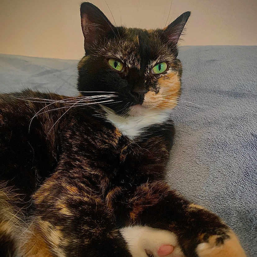 Ti Amo participe au concours pour gagner de l'argent avec cette photo : animal, blanket, cat, closeup, cozy, cute, domestic_cat, feline, fur, green_eyes, indoor, mammal, paw_pads, pet, portrait, relaxed, resting, soft_texture, tortoiseshell, whiskers