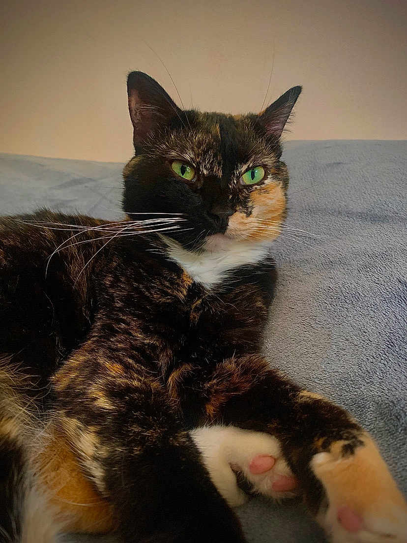 Ti Amo participe au concours pour gagner de l'argent avec cette photo : cat, tortoiseshell, green_eyes, paw_pads, whiskers, fur, pet, animal, indoor, relaxed, cute, feline, closeup, soft_texture, blanket, resting, cozy, portrait, domestic_cat, mammal