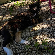 Ti Amo a rejoint le concours — aidez-le/la à gagner de superbes lots ! cat, tortoiseshell_cat, outdoor, sunlight, shadow, stone_ground, plant, leaf, pink_chair, relaxing, animal, pet, whiskers, paw, fur, nature, daylight, resting, quiet, calm