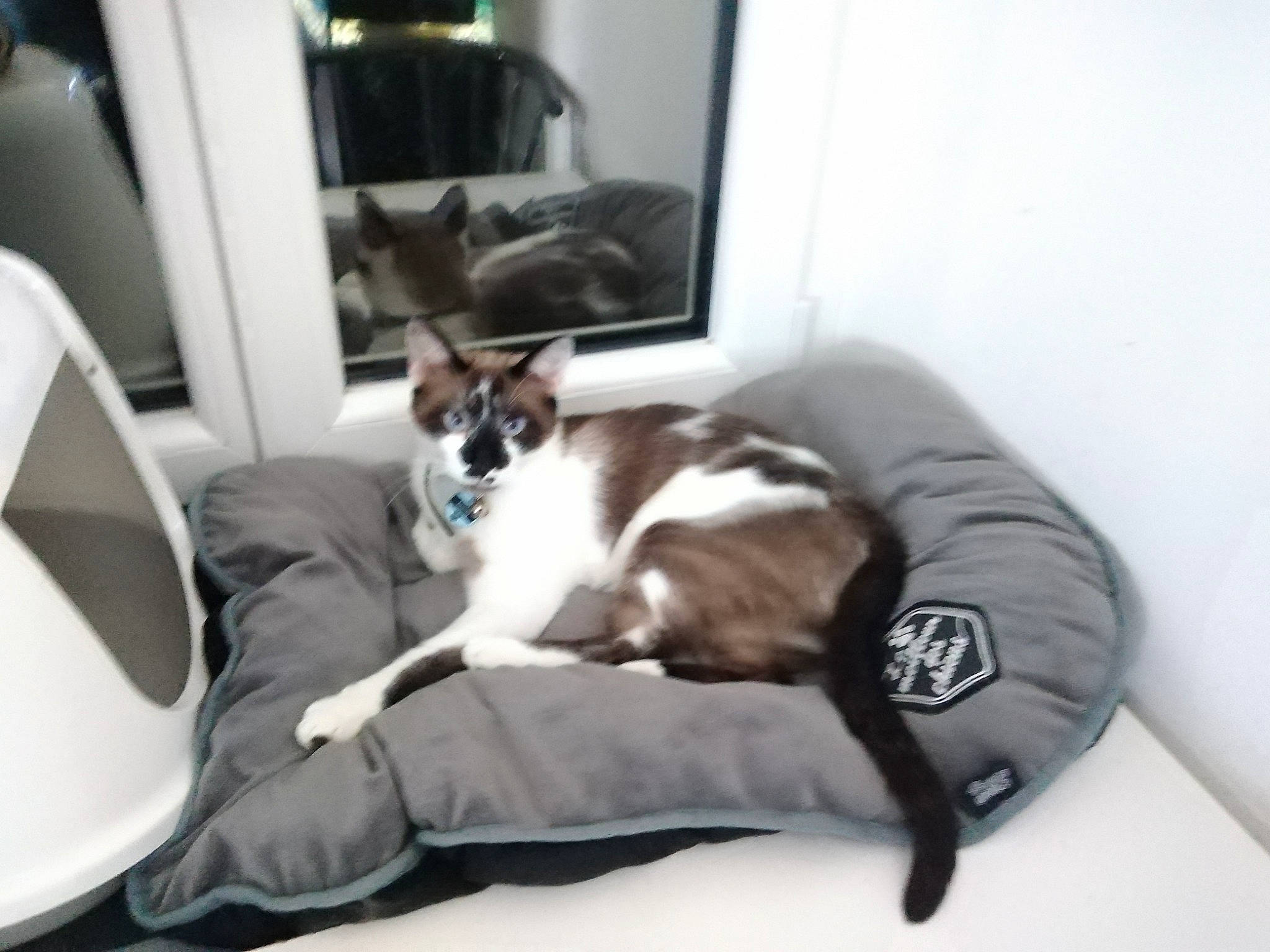 Simba a rejoint le concours — aidez-le/la à gagner de superbes lots ! canidae, carnivore, cat, cat_bed, cat_supply, comfort, companion_dog, couch, dog_breed, felidae, fur, living_room, mirror, room, sitting, small_to_medium_sized_cats, sporting_group, tail, vehicle, whiskers