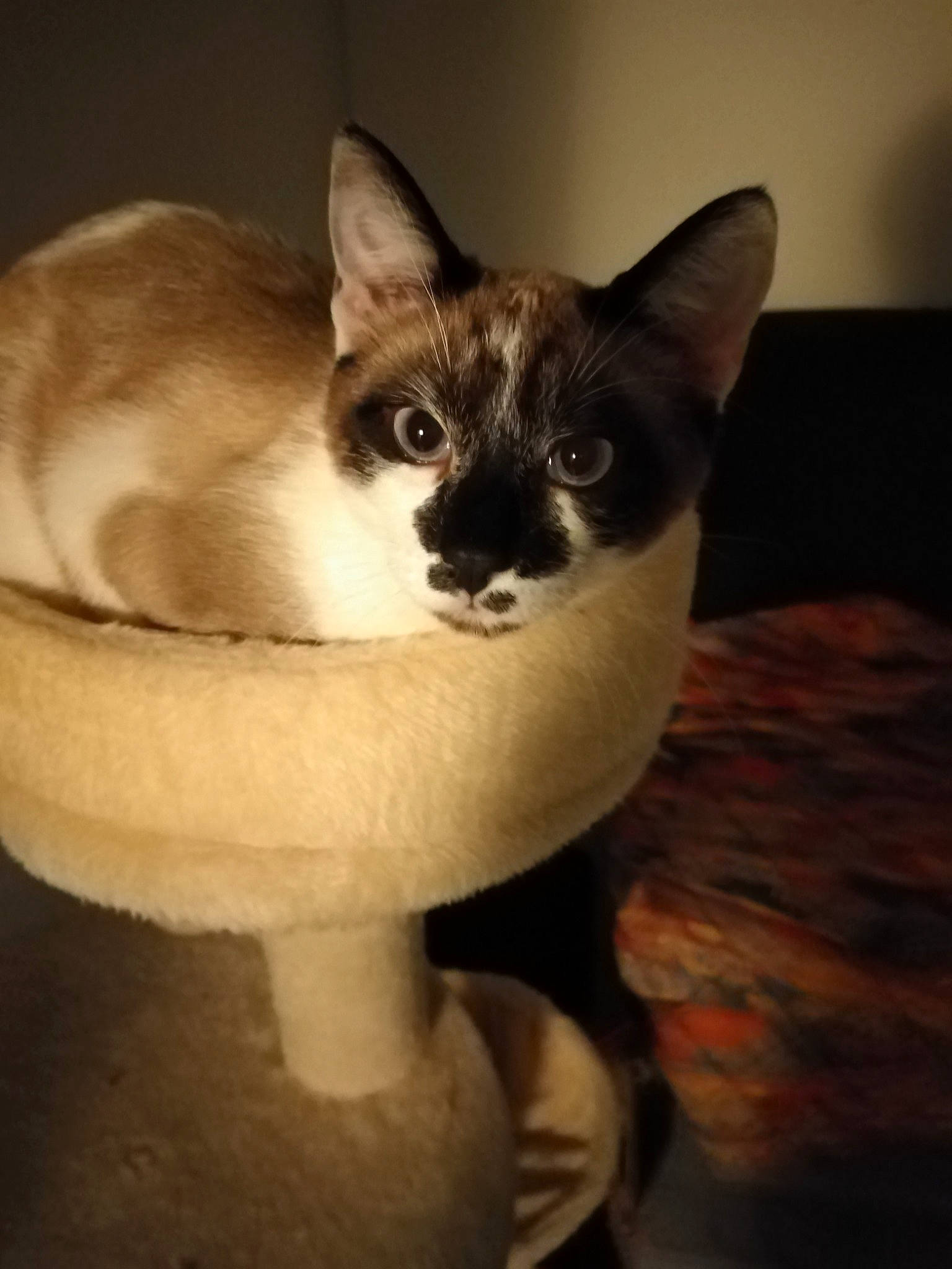 Simba participe au concours pour gagner de l'argent avec cette photo : carnivore, cat, cat_furniture, cat_supply, domestic_short_haired_cat, fawn, felidae, flooring, fur, paw, pet_supply, sitting, small_to_medium_sized_cats, snout, tail, whiskers, wood