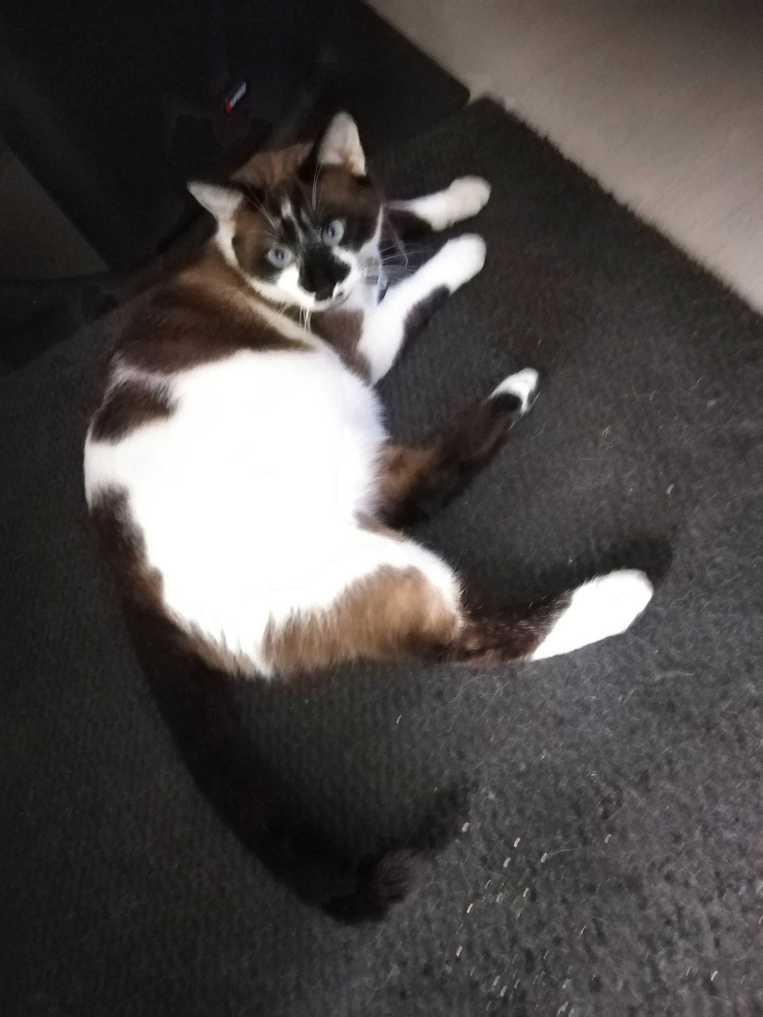 Roxane participe au concours pour gagner de l'argent avec cette photo : carnivore, cat, comfort, companion_dog, dog_breed, domestic_short_haired_cat, felidae, flooring, fur, hardwood, paw, sky, small_to_medium_sized_cats, tail, terrestrial_animal, whiskers, wood